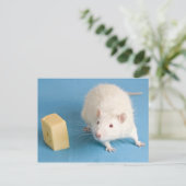 Rat blanc avec carte postale au fromage (Debout devant)