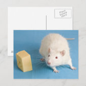 Rat blanc avec carte postale au fromage (Devant / Derrière)
