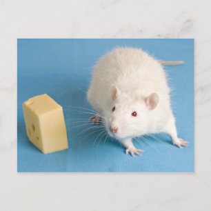 Rat blanc avec carte postale au fromage