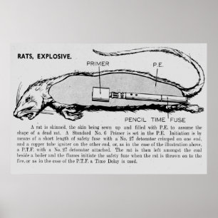 Rat Bomb, beschrijvende catalogus van speciale app Poster