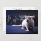 Rat Briefkaart (Voorkant / Achterkant)