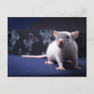 Rat Briefkaart
