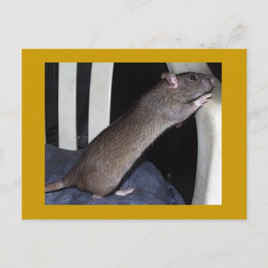 RAT BRIEFKAART (Voorkant)