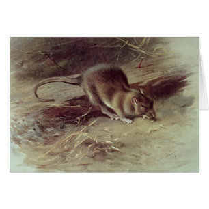 Rat Brown 1918