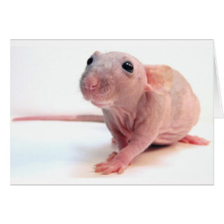 Rat chauve