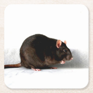 Rat coastercn vierkante kartonnen onderzetter