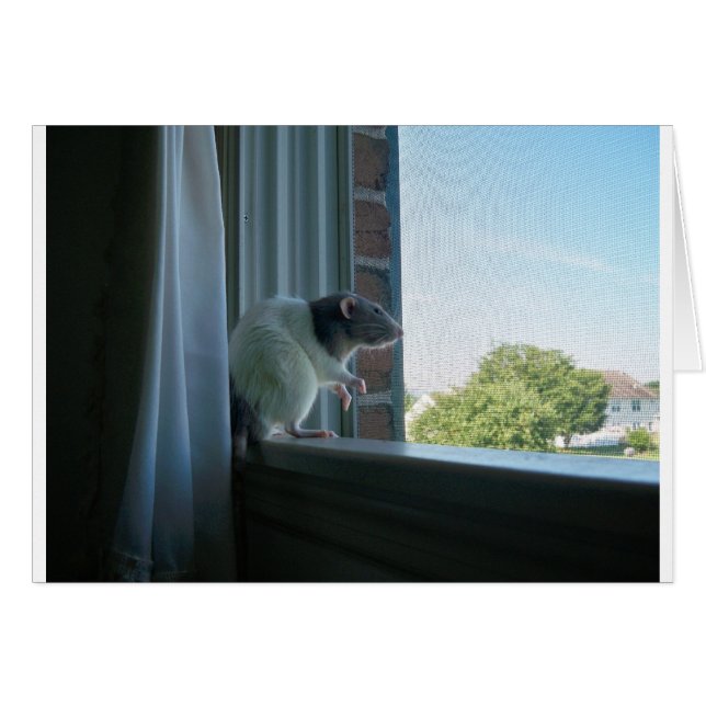 Rat contemplatif (Devant horizontal)