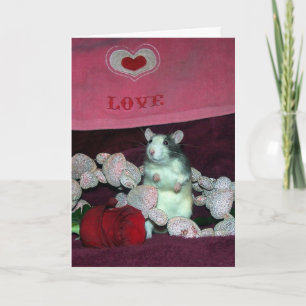 Rat d'animal familier, Darcy, carte de
