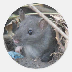 Rat dans un autocollant de trou