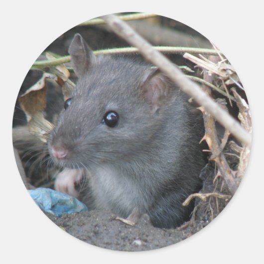 Rat dans un autocollant de trou (Devant)