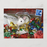 Rat dans un sac Carte postale