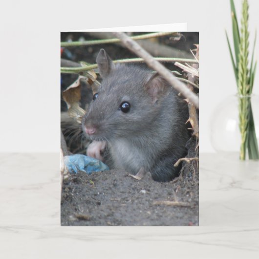 Rat dans un trou Carte de voeux (Devant)