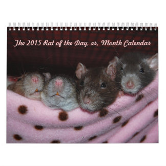 Rat du jour, heu, calendrier de mois