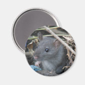 Rat in een gat Magnet Magneet (Voorkant / Achterkant)