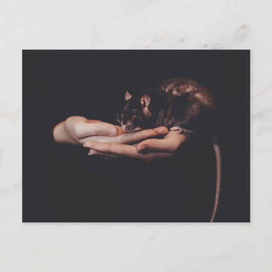 Rat in hand... briefkaart (Voorkant)