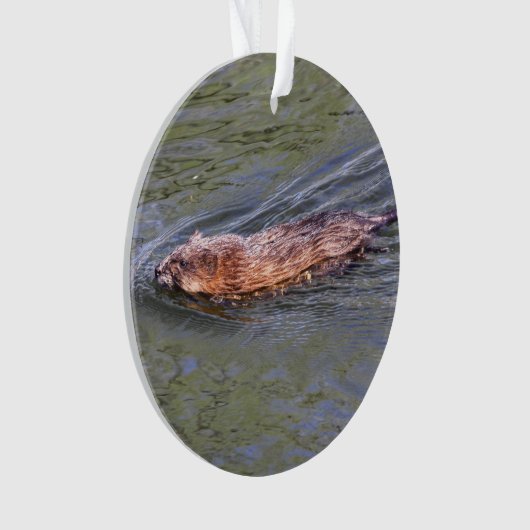 Rat musqué (devant)