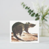 Rat No. 01 * Conseil * Cartes postales de rat* Rat (Debout devant)
