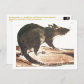 Rat No. 01 * Conseil * Cartes postales de rat* Rat (Devant / Derrière)