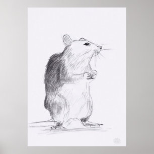 Rat originele tekening 24x36 Poster
