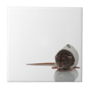 Rat Tegeltje