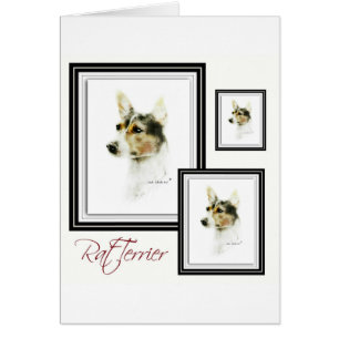 Rat terrier