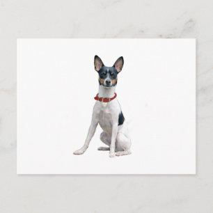Rat Terrier (A) Briefkaart