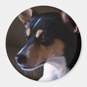 Rat Terrier Aimant 2, Couleur, Rond 3 Pouces