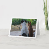 Rat Terrier en Miniature Pinscher Kaart (Voorkant)