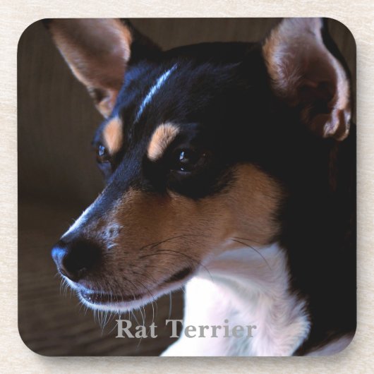 Rat Terrier Onderzetter (Voorkant)