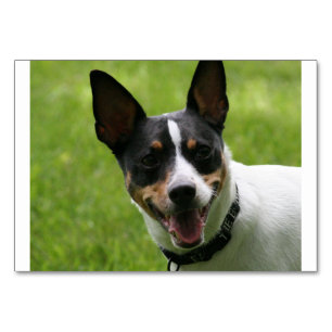 rat terrier.png kaart