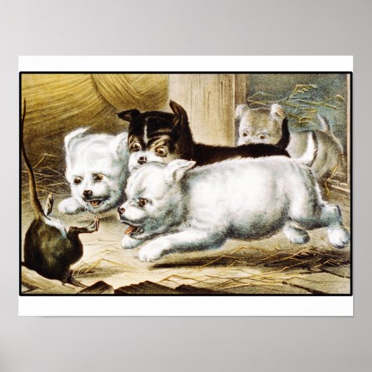 Rat Terrier Puppies -  Fine Art Poster (Voorkant)