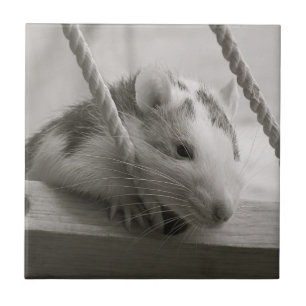 Rat Tile Tegeltje