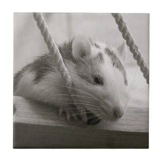 Rat Tile Tegeltje