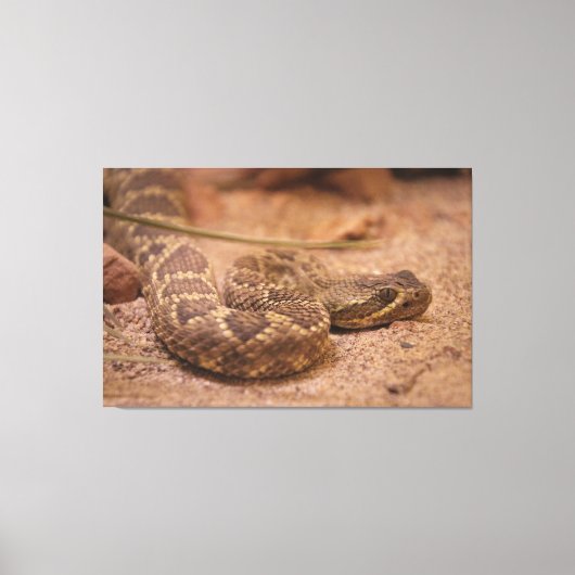 ratel canvas afdruk (Voorkant)