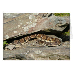 Ratelslang in Shenandoah National Park