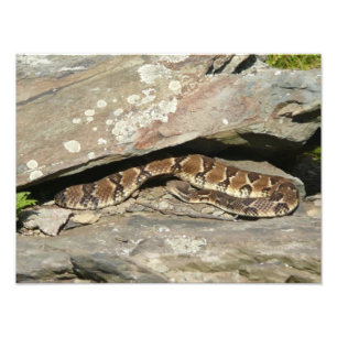 Ratelslang in Shenandoah National Park Foto Afdruk