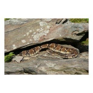 Ratelslang in Shenandoah National Park Perfect Poster