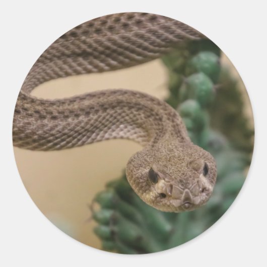 ratelslang ronde sticker (Voorkant)