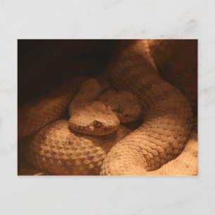 ratelslangen briefkaart