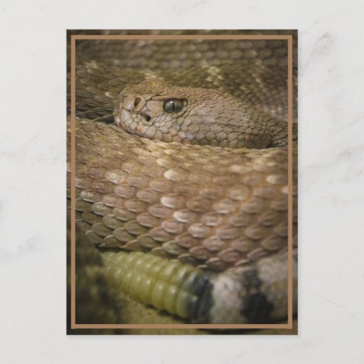 rateltje briefkaart (Voorkant)