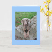 rater votre carte (Fleur jaune)