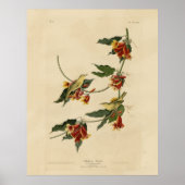 Rathbone (geel) Warbler Audubon Birds of America Poster (Voorkant)