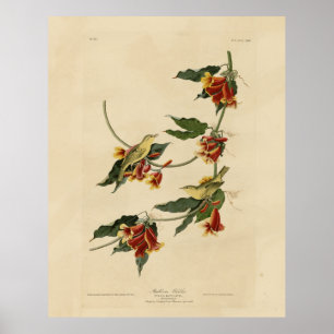 Rathbone (geel) Warbler Audubon Birds of America Poster