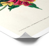 Rathbone Warbler, Poster van Audubon (Hoek)