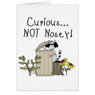 Raton laveur curieux