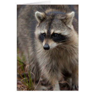 Raton laveur, Procyon lotor, Floride