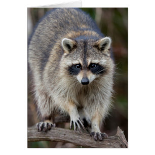 Raton laveur, Procyon lotor, Floride, États-Unis 2