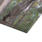 Raton laveur sur la planche à découper de tronçon (Coin)