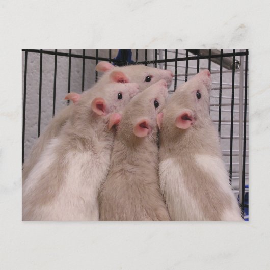 Ratten Briefkaart (Voorkant)