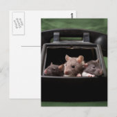 Ratten uw telefoon aan briefkaart (Voorkant / Achterkant)